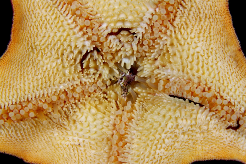 A detailed close-up of the cream-colored underside of a sea star, showing its mouth, 5 rows of tube feet, and spiny skin